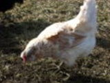 Auracana Chickens