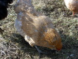 Auracana Chickens