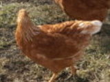 Cinnamon Queen Chickens