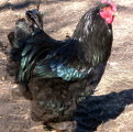Black Cochen Rooster