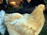 Buff Cochin Chickens