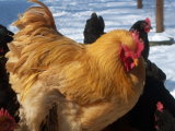Buff Cochin Rooster