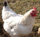 Delaware Chickens