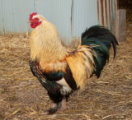 Jack the Rooster