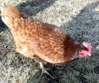 New Hampshire Chickens