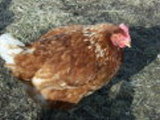 Red Sex Link Chickens