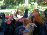 Chickens
