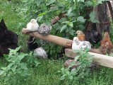 Millie and new chicks