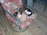 Batch 2 Kittens