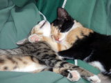 Callie Calico & Boots