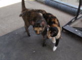 Callie & Katie 