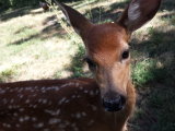 Fawn