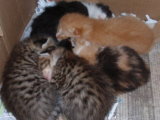Batch 2 