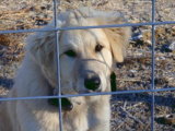 Rocky 5 mo