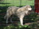 Rocky 11 mo