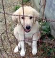 Rocky 9 wks
