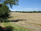Hay