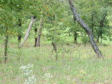 Woods