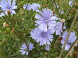 Blue wildflowers