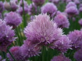 Chive blossoms