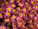 Chrysanthemums pink