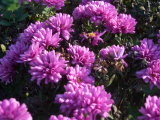 Chrysanthemums purple