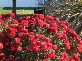Chrysanthemums red