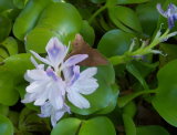 Water Iris