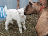 CoCo kisses kid