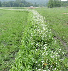Rocky Creek Vally Farm