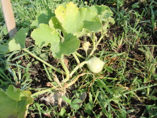 Blue Hubbard Squash Baby
