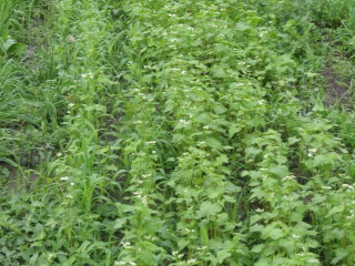 Beneficial Insect Crop 