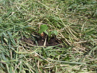 Blue Hubbard Trap Crop