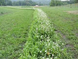Buckwheat 50 days 