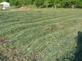 Crimped Winter Rye Cover Crop