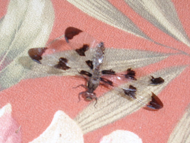 Dragon Fly 