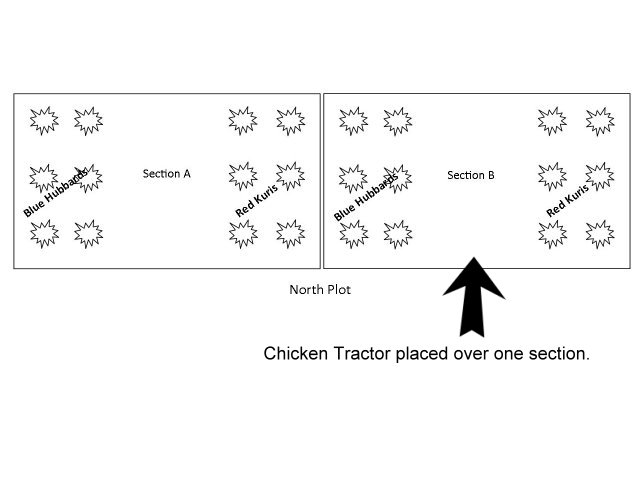 Chicken tractor layout