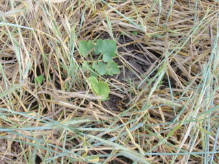 Red Kuri at 40 days