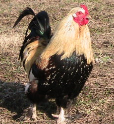 Rocky Creek Vally Farm