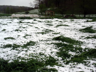 Winter Rye After Snow