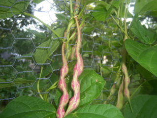 Borlotti Beans on the Vine