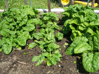 Bio-Dynamic Gardening