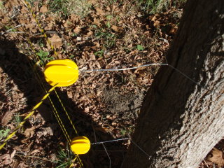 Electric fence on tree 