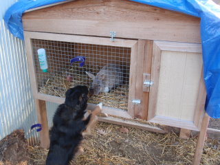 Rabbit Hutch