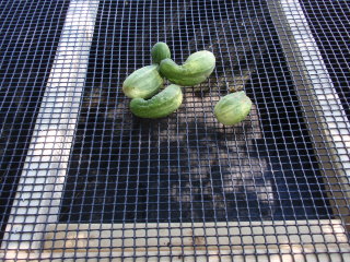 Recycled Water Vegetable Washer